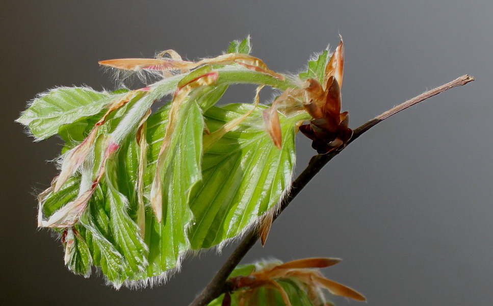 Image of Fagus sylvatica specimen.