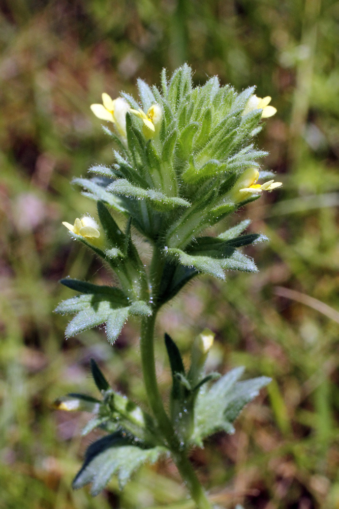 Изображение особи Parentucellia flaviflora.