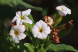 Argusia sibirica