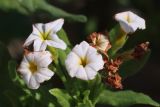 Argusia sibirica