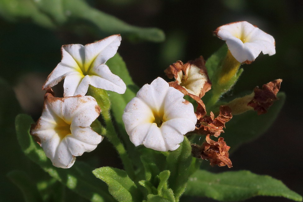 Image of Argusia sibirica specimen.