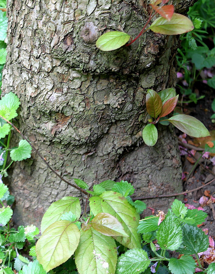 Изображение особи Malus × purpurea.