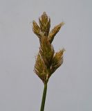 Carex leporina. Верхушка плодоносящего растения. Московская обл., Лотошинский р-н, окр. дер. Савостино. 06.06.2013.