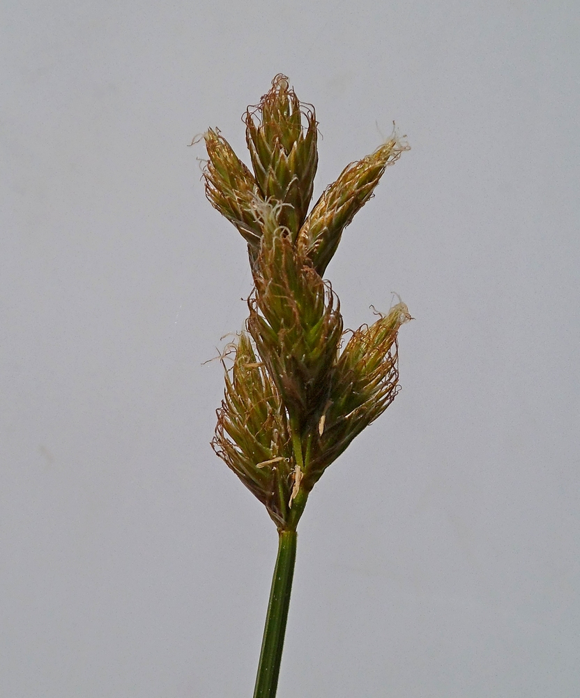 Image of Carex leporina specimen.