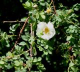 Rosa hemisphaerica