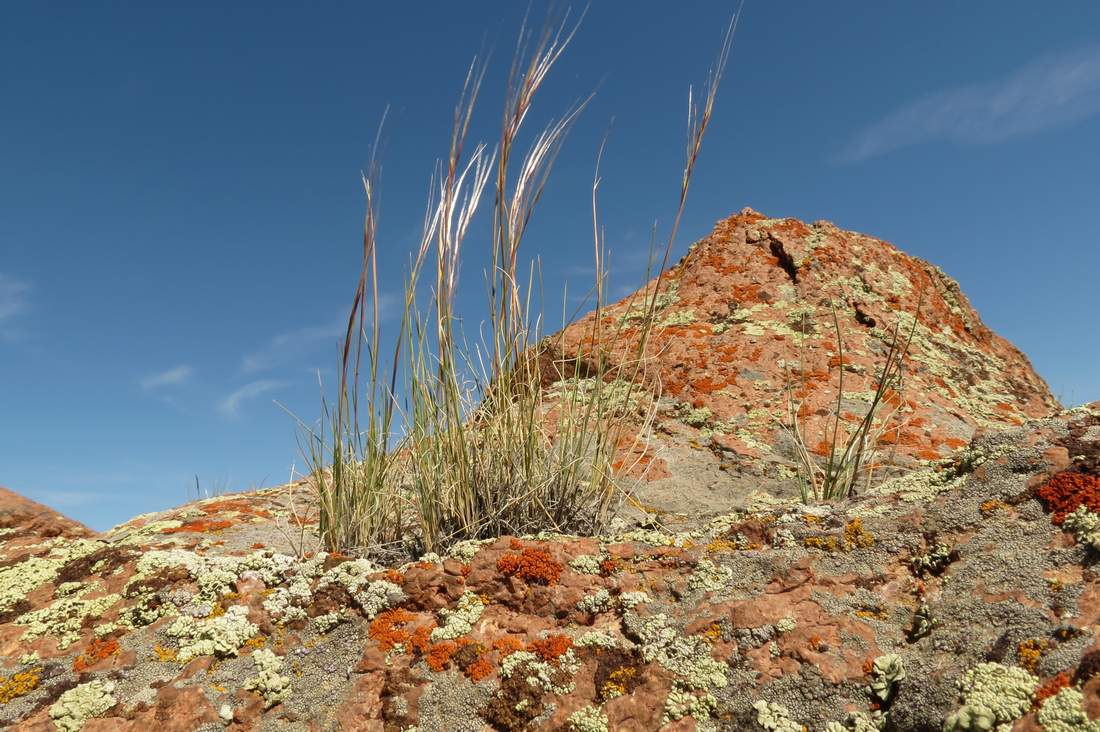 Изображение особи Stipa orientalis.