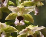 Epipactis helleborine ssp. degenii