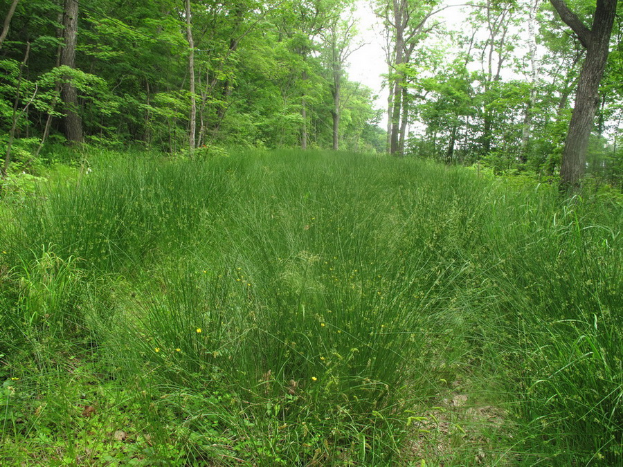 Image of Juncus haenkei specimen.