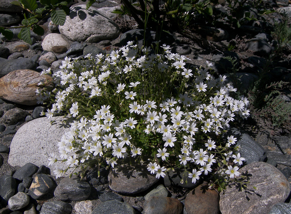 Image of Cerastium oreades specimen.