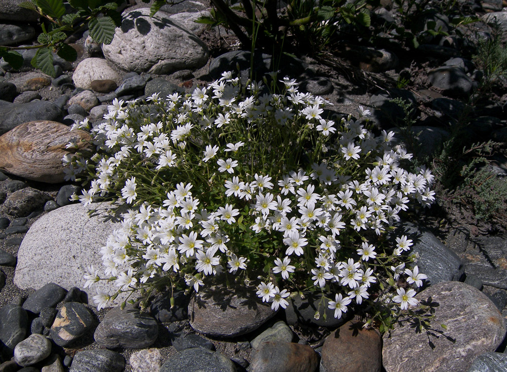 Изображение особи Cerastium oreades.