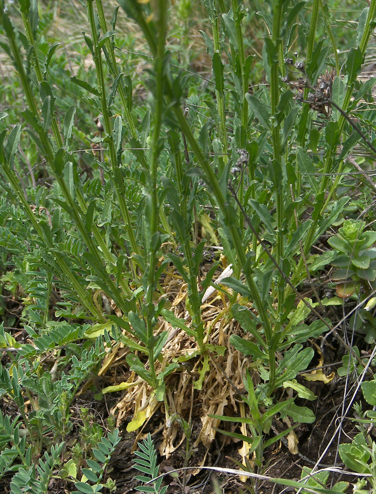 Image of Erysimum cuspidatum specimen.