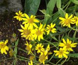 Arnica chamissonis