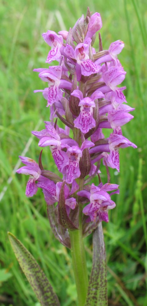 Image of Dactylorhiza incarnata specimen.