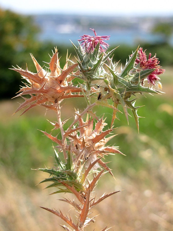 Image of Carthamus glaucus specimen.