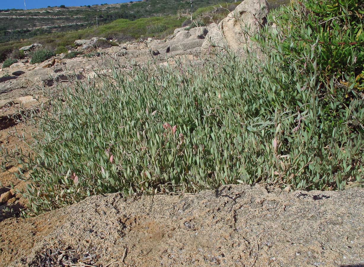 Image of Halimione portulacoides specimen.