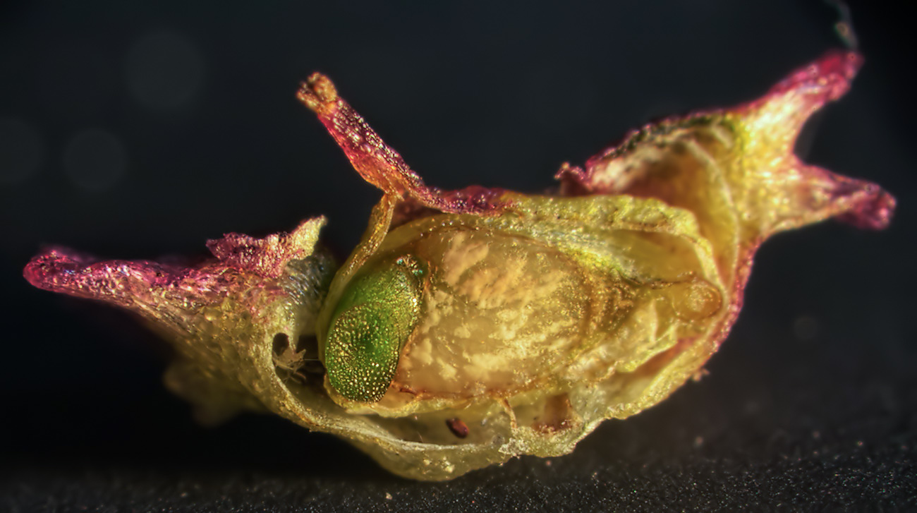 Image of Bassia scoparia specimen.