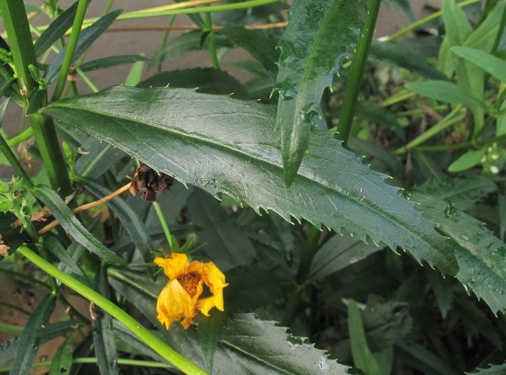 Изображение особи Physostegia virginiana.