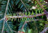Abies alba. Видоизменённый побег из \"ведьминой метлы\" (на фоне здоровых ветвей). Украина, Ивано-Франковская обл., Косовский р-н, окр. с. Шешоры, лес. 6 сентября 2013 г.