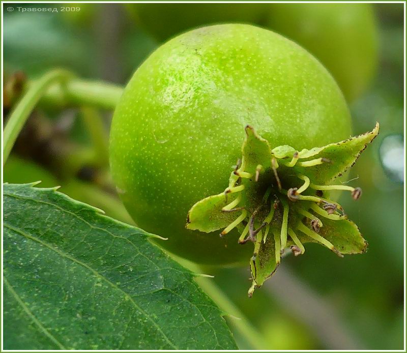 Изображение особи Pyrus ussuriensis.