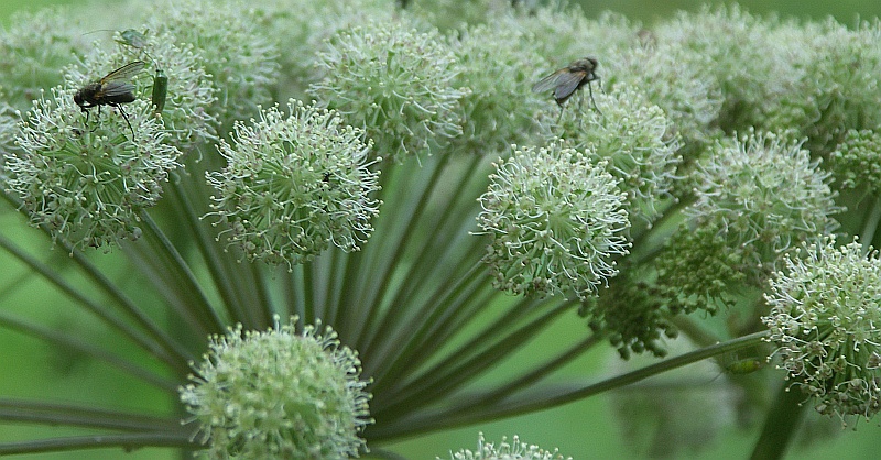 Изображение особи Archangelica officinalis.