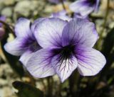 Viola yedoensis. Цветок. Приморский край, Спасский р-н, окр. с. Хвалынка. 07.05.2013.