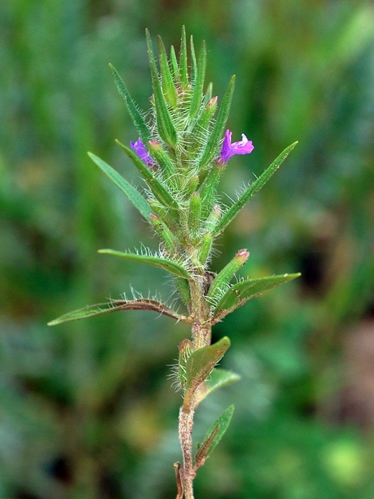 Image of Ziziphora tenuior specimen.