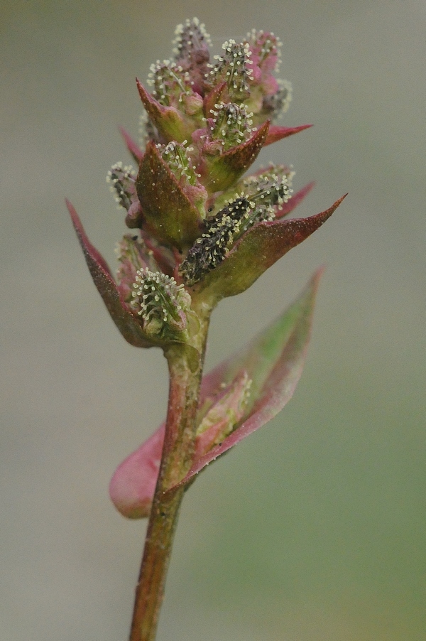 Изображение особи Plumbagella micrantha.