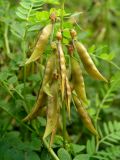 Vicia sylvatica