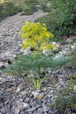 Ferula penninervis. Цветущее растение. Южный Казахстан, хр. Каржантау, верховья ущ. Кызылбулак, 08.06.2013.