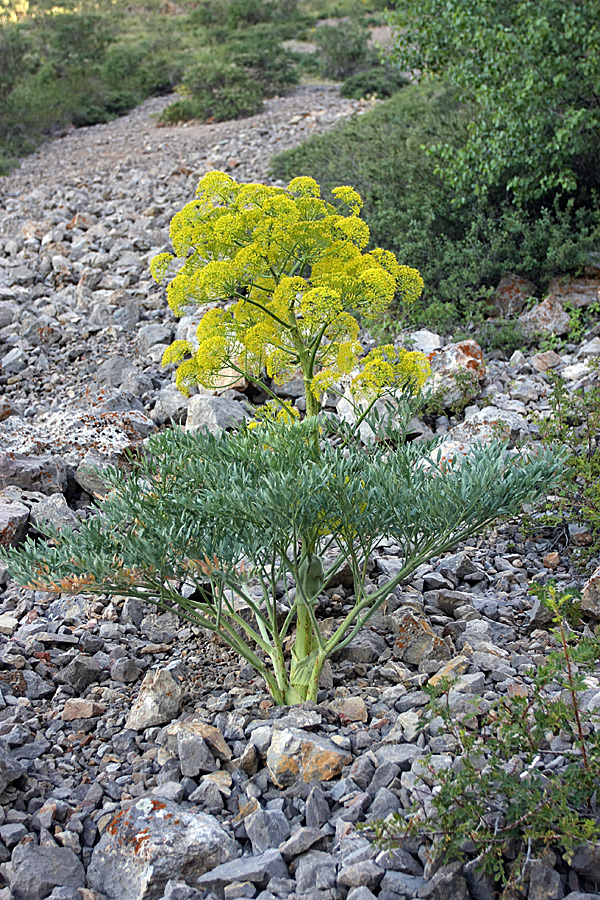 Image of Ferula penninervis specimen.