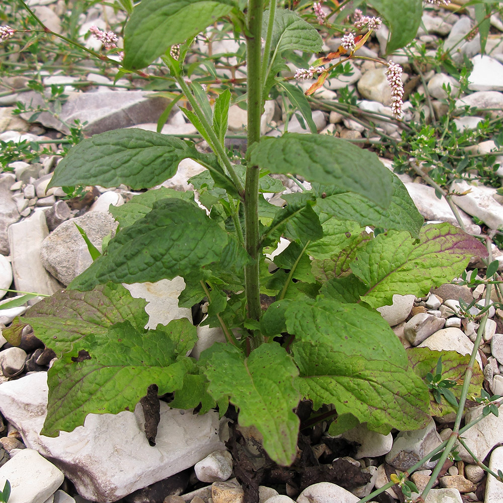 Image of genus Lapsana specimen.