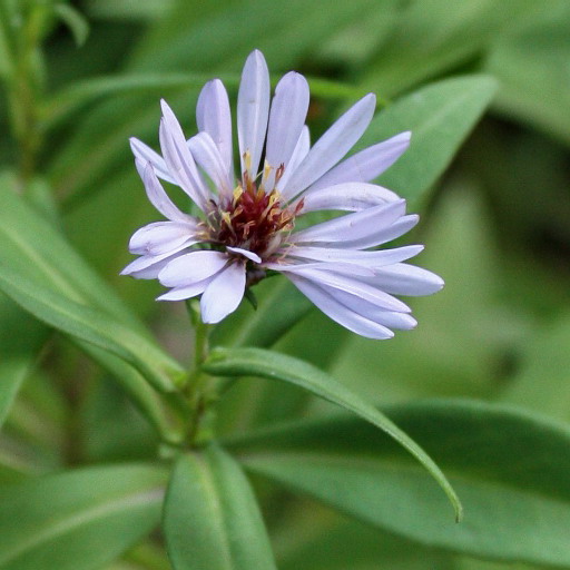 Изображение особи Symphyotrichum &times; salignum.