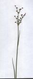 Juncus articulatus