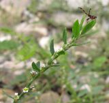 Polygonum arenastrum. Верхушка побега с цветками и личинкой клопа-хищнеца. Краснодарский край, Крымский р-н, окр. станицы Неберджаевская, галечный берег р. Богого. 17.09.2013.