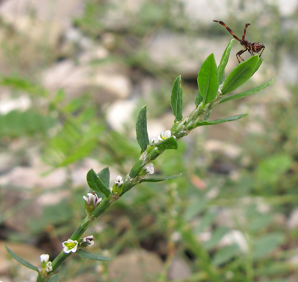 Изображение особи Polygonum arenastrum.