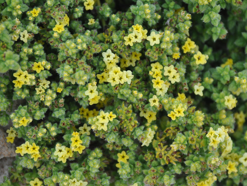 Image of Heliotropium socotranum specimen.