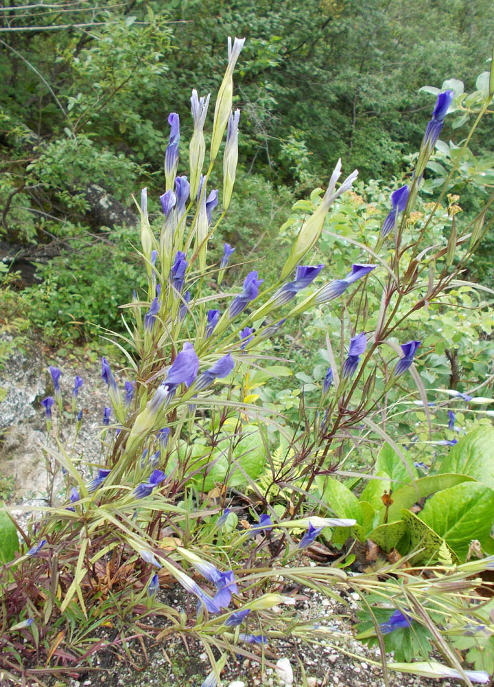 Изображение особи Gentianopsis barbata.