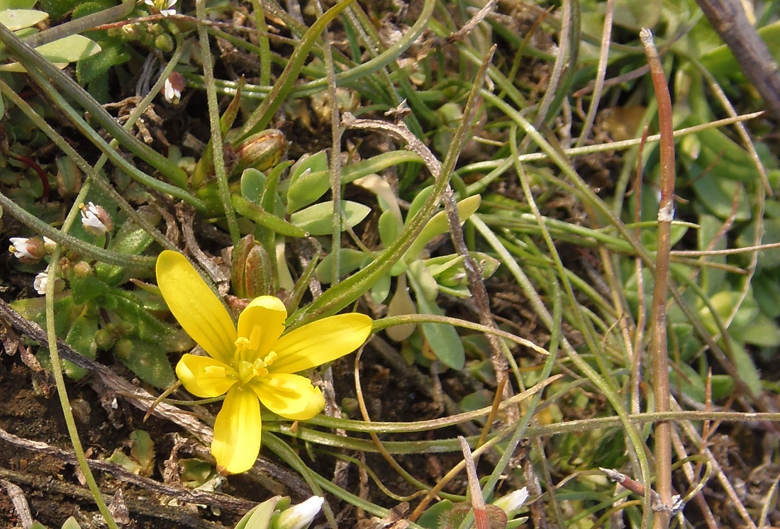 Image of Gagea bohemica specimen.