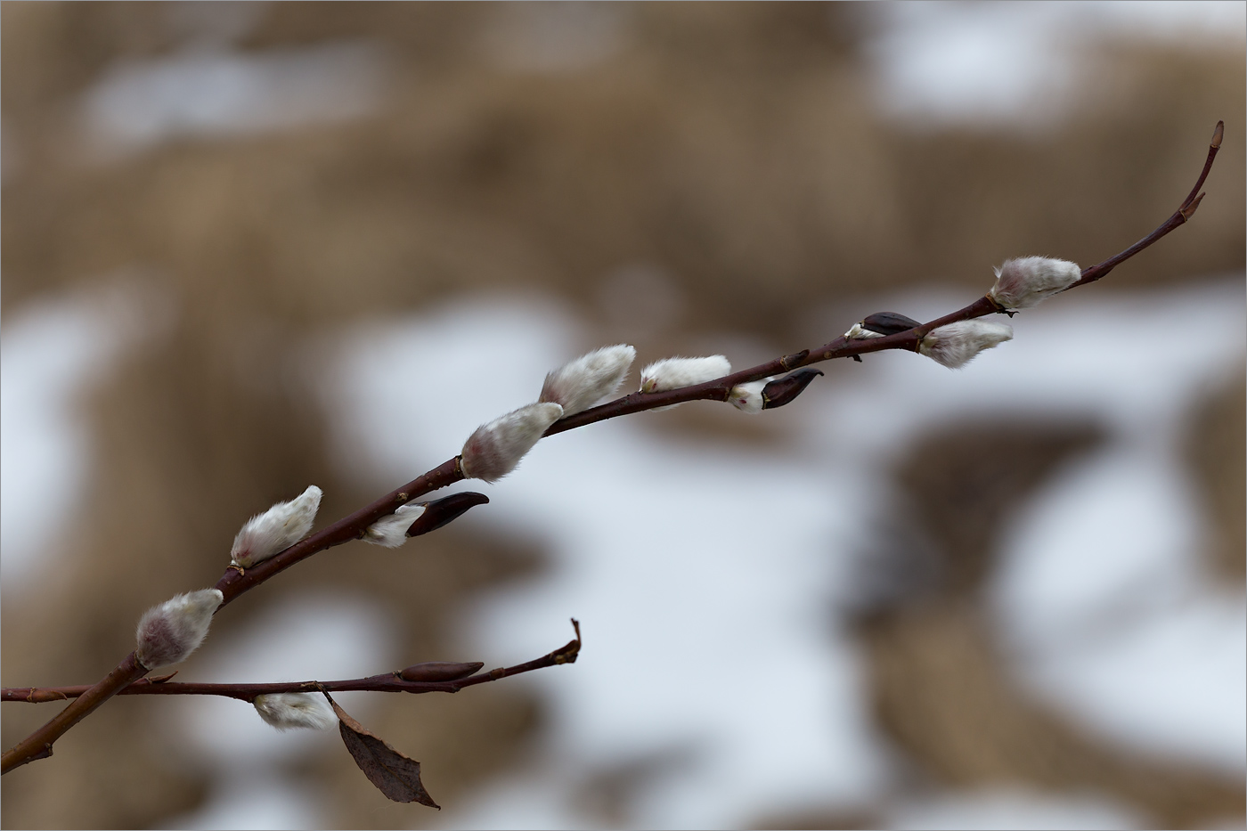 Изображение особи Salix phylicifolia.