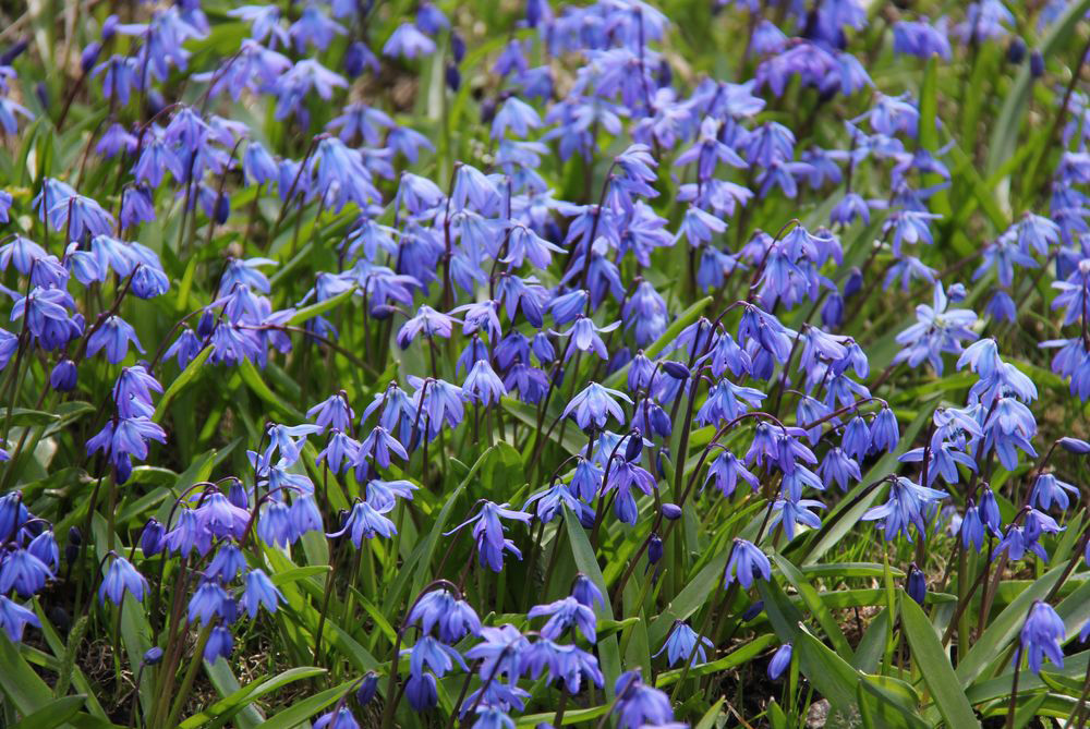 Изображение особи Scilla siberica.