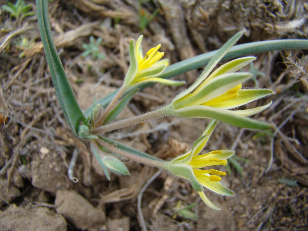 Image of Gagea circumplexa specimen.