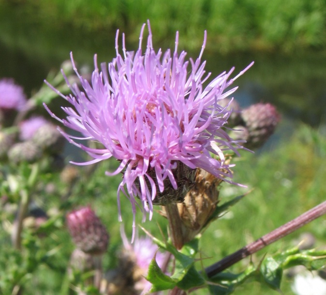 Image of Cirsium arvense specimen.