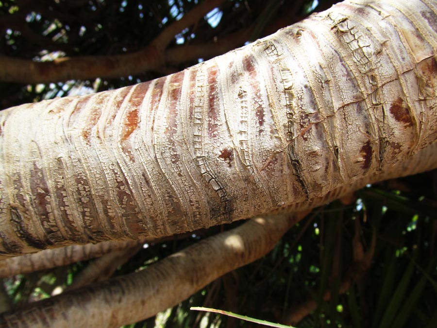 Image of Pandanus utilis specimen.