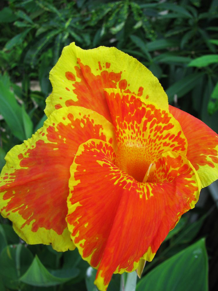 Изображение особи Canna &times; generalis.