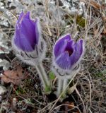 Pulsatilla taurica