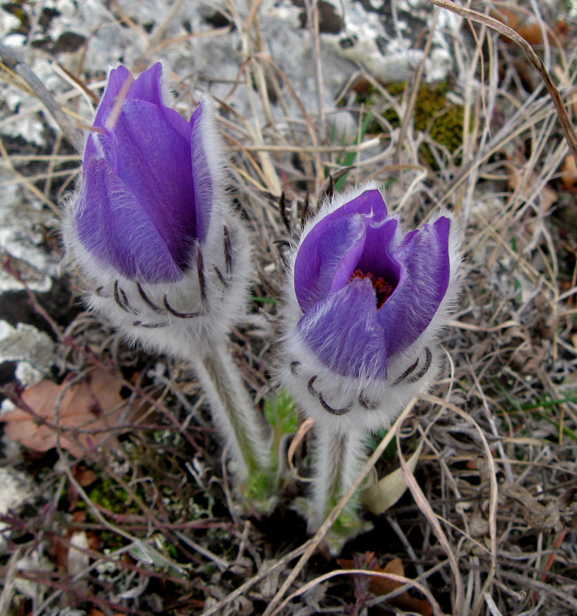 Image of Pulsatilla taurica specimen.