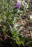 Echium judaeum. Цветущее растение. Израиль, гора Гильбоа, опушка сосняка. 22.03.2014.