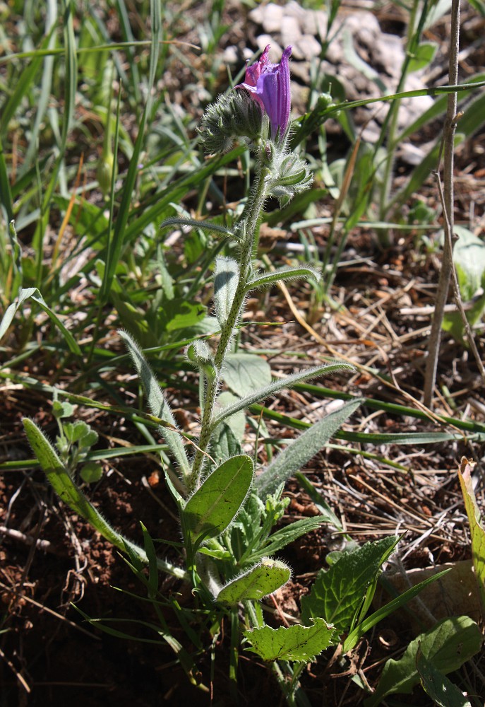 Image of Echium judaeum specimen.