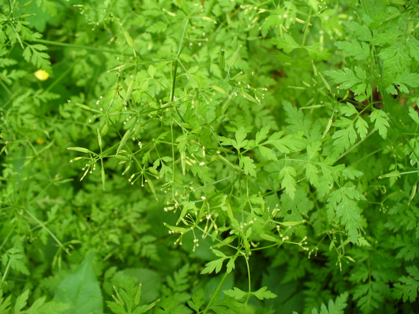 Image of Anthriscus cerefolium specimen.