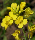 Brassica juncea